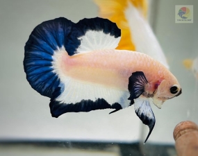 Cá Betta Marble Là Gì ?