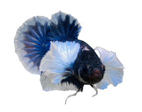 Betta Dumbo Là Cá Gì?