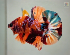 Cá Betta Nemo Là Gì?