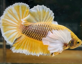 KINH NGHIỆM NUÔI BETTA CỰC HAY CHO NGƯỜI MỚI CHƠI CÁ