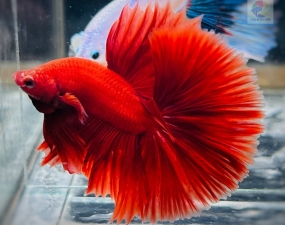 Cá Betta Halfmoon là cá gì?
