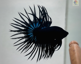 Betta Crowntail - Betta Đuôi Tưa Là Cá Gì ?