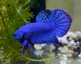 Betta Alien Là Dòng Cá Gì ?