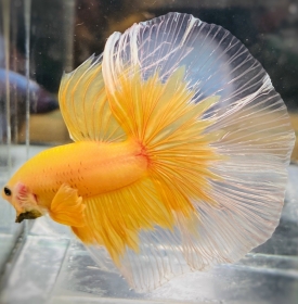 Halfmoon Vàng 
