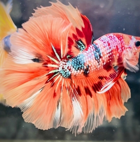 Nemo Halfmoon