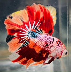 Nemo Halfmoon