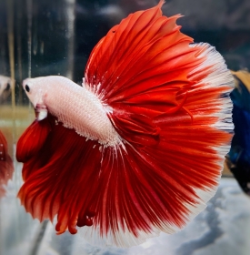 Halfmoon Đỏ 