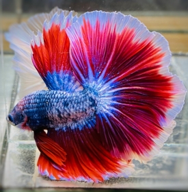 Halfmoon Ngũ Sắc