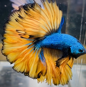 Blue Gas Halfmoon