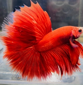 Halfmoon Đỏ Cam