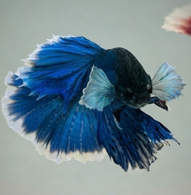 Dumbo Blue Halfmoon