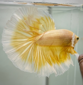 Gold Halfmoon