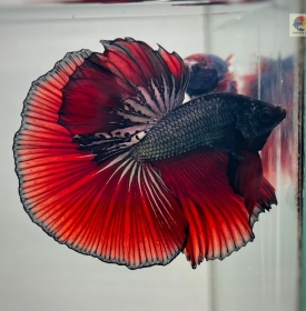 Copper Red Halfmoon