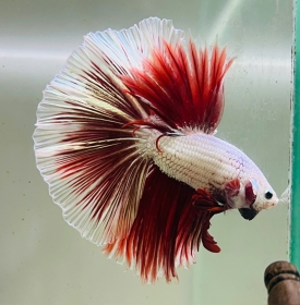 Red Dragon Halfmoon