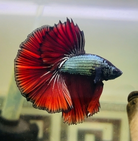Copper Red Halfmoon