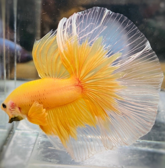 Halfmoon Vàng 