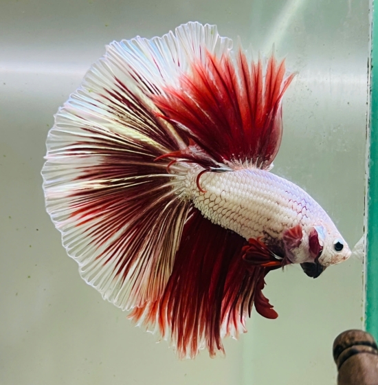 Red Dragon Halfmoon